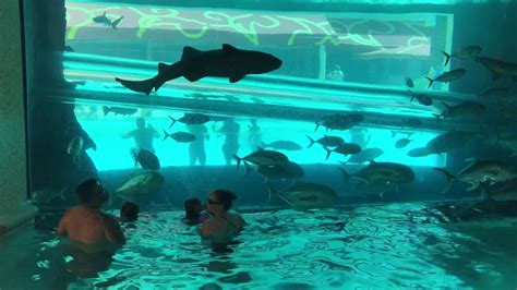 swim with sharks las vegas.